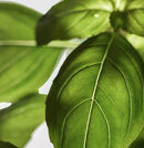 Diffusore ambiente Acqua Dr. Vranjes Firenze