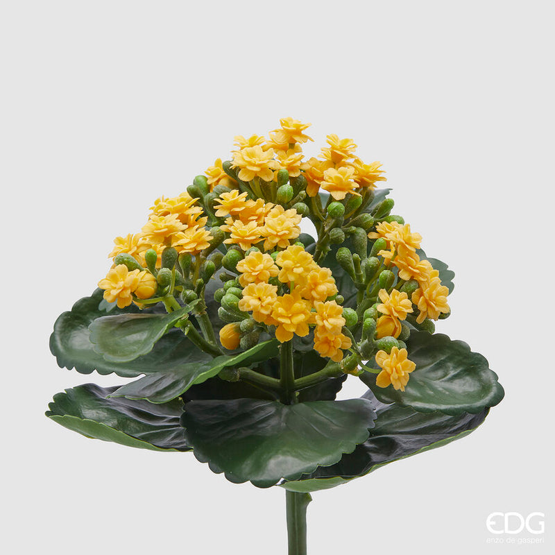 EDG Enzo De Gasperi Cespuglio di Kalancoe Succulent con Foglie H 23 Ø 19 cm