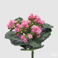 EDG Enzo De Gasperi Cespuglio di Kalancoe Succulent con Foglie H 23 Ø 19 cm