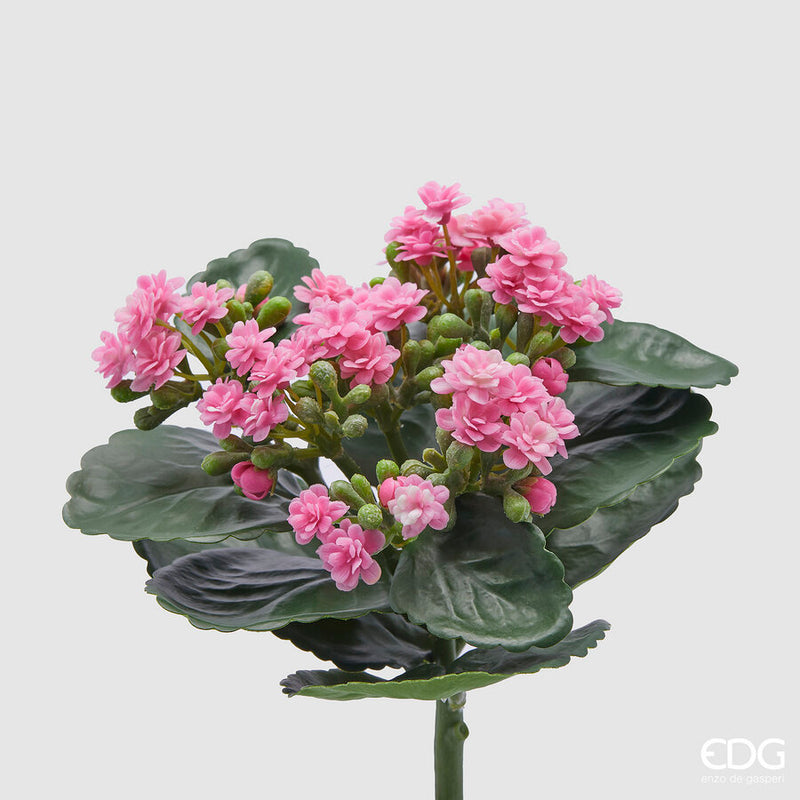 EDG Enzo De Gasperi Cespuglio di Kalancoe Succulent con Foglie H 23 Ø 19 cm
