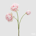 EDG Enzo De Gasperi | Peonia Ramo  3 boccioli