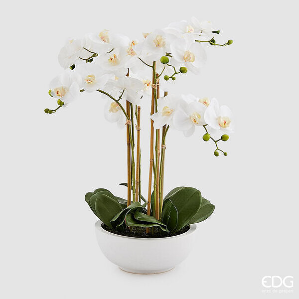 Pianta con vaso Orchidea Phalaenopsis 6 rami  Enzo De Gasperi EDG