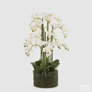 EDG Enzo De Gasperi Orchidea Phalaenopsis Real con Zolla H 90 cm
