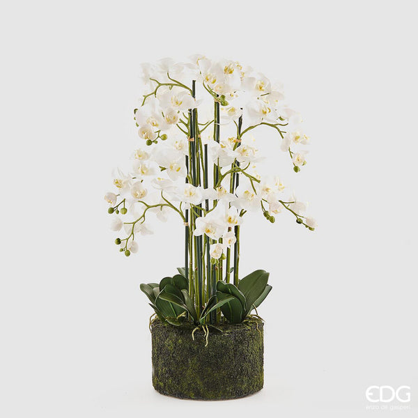 EDG Enzo De Gasperi Orchidea Phalaenopsis Real con Zolla H 90 cm