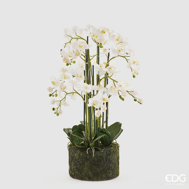 EDG Enzo De Gasperi Orchidea Phalaenopsis Real con Zolla H 90 cm