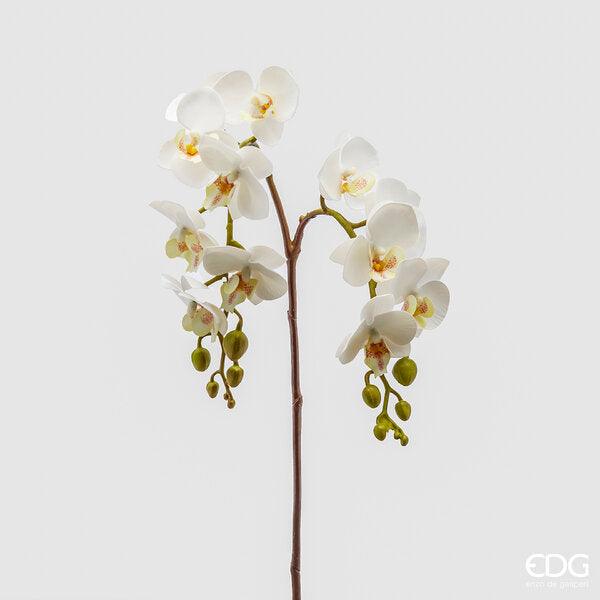 Enzo De Gasperi Orchidea Phalaenopsis con ramo Natale 2024