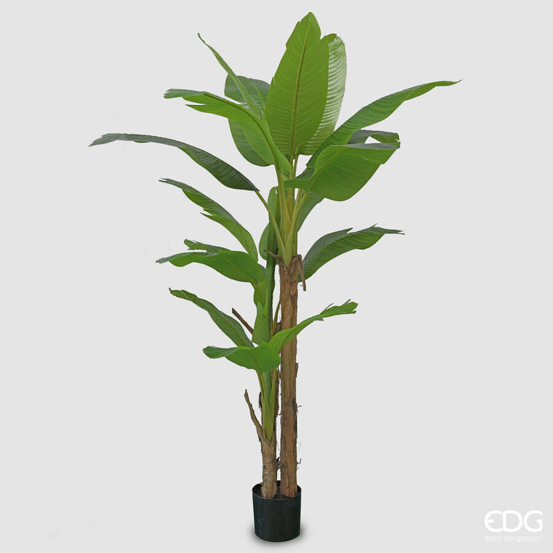 EDG Enzo De Gasperi Banano Con Vaso Piccolo