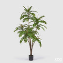 EDG Enzo De Gasperi Ailanto con Vaso