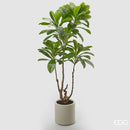 EDG Enzo De Gasperi Camelia Carinata Con Vaso 3 rami