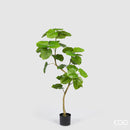 Ficus Umbrellata pianta con 2 rami