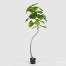 Ficus Umbrellata pianta con 1 ramo