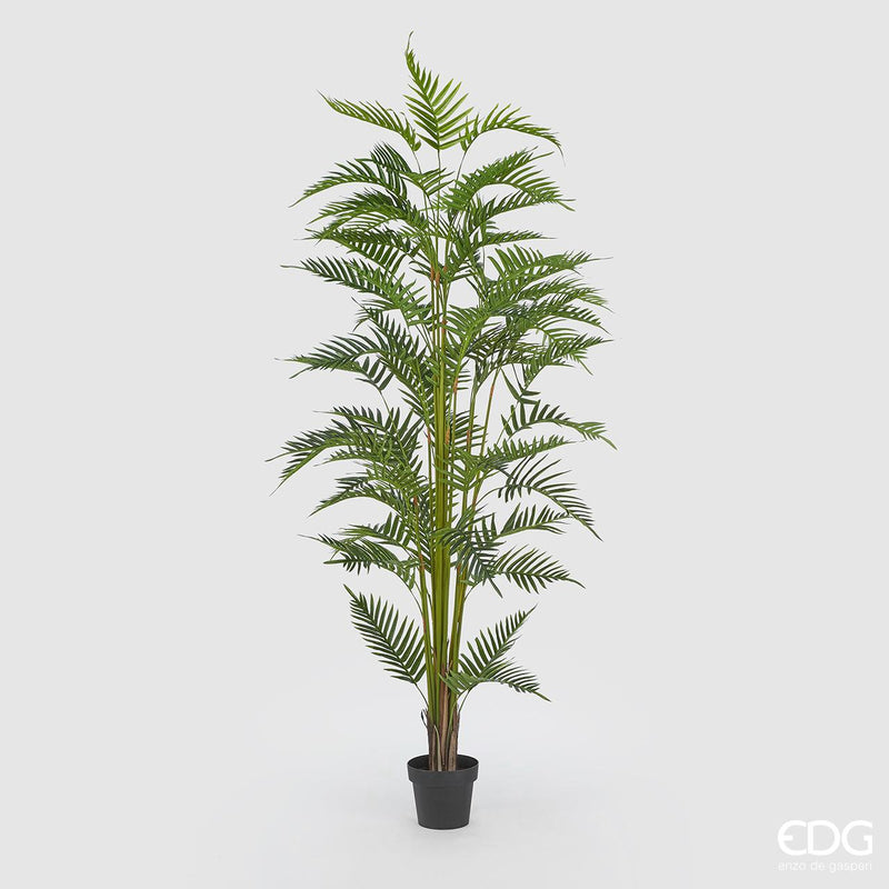 EDG Enzo De Gasperi Palma Areca Con Vaso