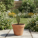 EDG Enzo De Gasperi | Fico D'india Duke Pick