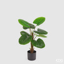 EDG Enzo De Gasperi Palma Camerus