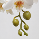 EDG Enzo De Gasperi Orchidea Phalaenopsis Artificiale Bianca H 62 cm