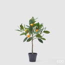 EDG Enzo De Gasperi Mandarino con Vaso