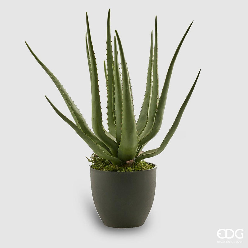 Pianta Artificiale Aloe Chic EDG Enzo De Gasperi