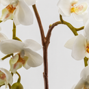EDG Enzo De Gasperi Orchidea Phalaenopsis Artificiale Bianca H 62 cm
