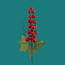 Enzo De Gasperi Bacche Pick Natale 2025