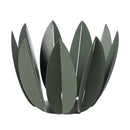 AGRUMIERA FICUS SFONDO BIANCO