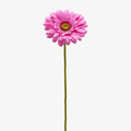 EDG Enzo De Gasperi | Gerbera Ramo 6 colori assortiti