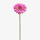 EDG Enzo De Gasperi | Gerbera Ramo 6 colori assortiti