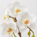 EDG Enzo De Gasperi Orchidea Phalaenopsis Artificiale Bianca H 62 cm