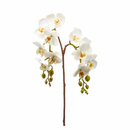 EDG Enzo De Gasperi Orchidea Phalaenopsis Artificiale Bianca H 62 cm