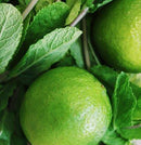 Diffusore Ambiente Ginger Lime Dr. Vranjes Firenze