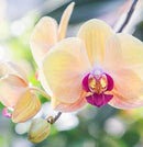 Diffusore Ambiente Magnolia Orchidea Dr. Vranjes Firenze