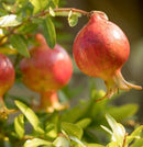 Diffusore Ambiente Melograno Dr. Vranjes Firenze