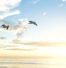 Diffusore Ambiente Pompelmo Cassis Dr. Vranjes Firenze