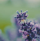 Diffusore Ambiente Terra Dr. Vranjes Firenze