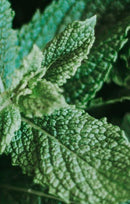 Diffusore Ambiente Melograno Menta Dr. Vranjes Firenze