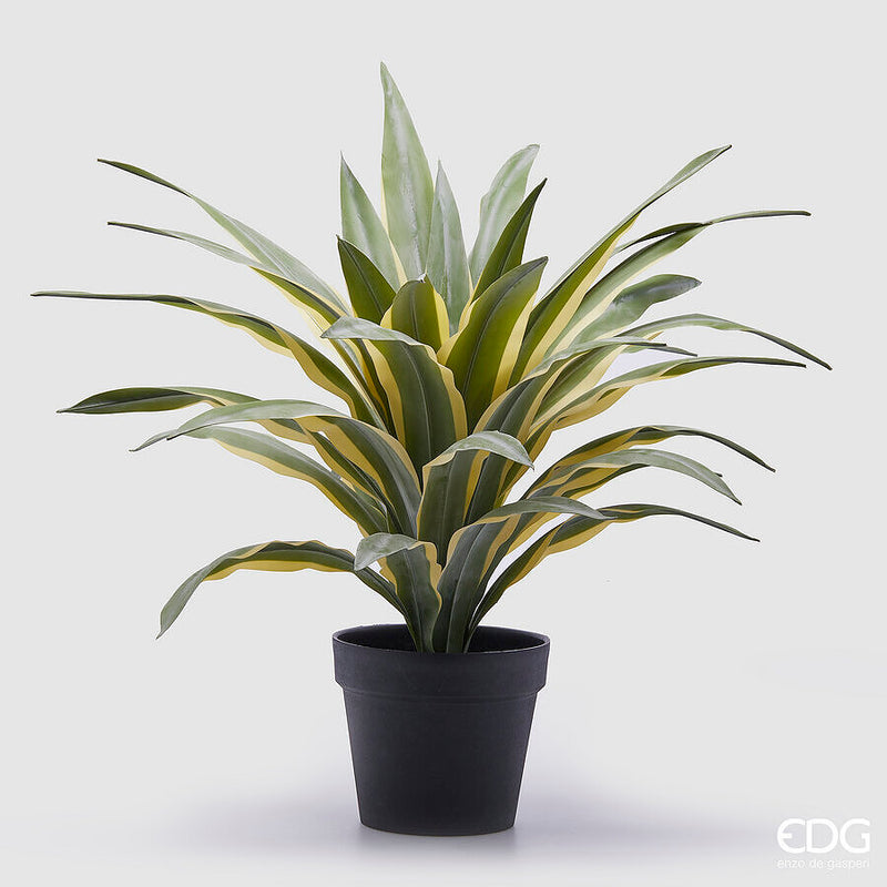 EDG Enzo De Gasperi Agave Succulent grande Con Vaso