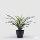 EDG Enzo De Gasperi Agave Succulent piccola Con Vaso