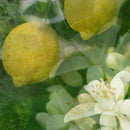 Diffusore Ambiente Aria Dr. Vranjes Firenze