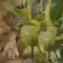 Diffusore Ambiente Ginger Lime Dr. Vranjes Firenze