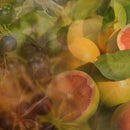 Diffusore Ambiente Pompelmo Cassis Dr. Vranjes Firenze