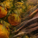 Diffusore Ambiente Vaniglia Mandarino Dr. Vranjes Firenze