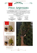 EDG Enzo De Gasperi | Albero di Natale Pino Argentato con 4000  Led H 210 cm