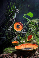 Bordallo - Pinheiro  Papaia Piatto Dessert in ceramica