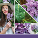 Candela Profumata Lilac Blossoms  Yankee Candle