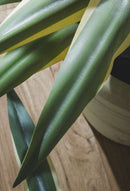 EDG Enzo De Gasperi Agave Succulent Con Vaso Dettaglio Foglia