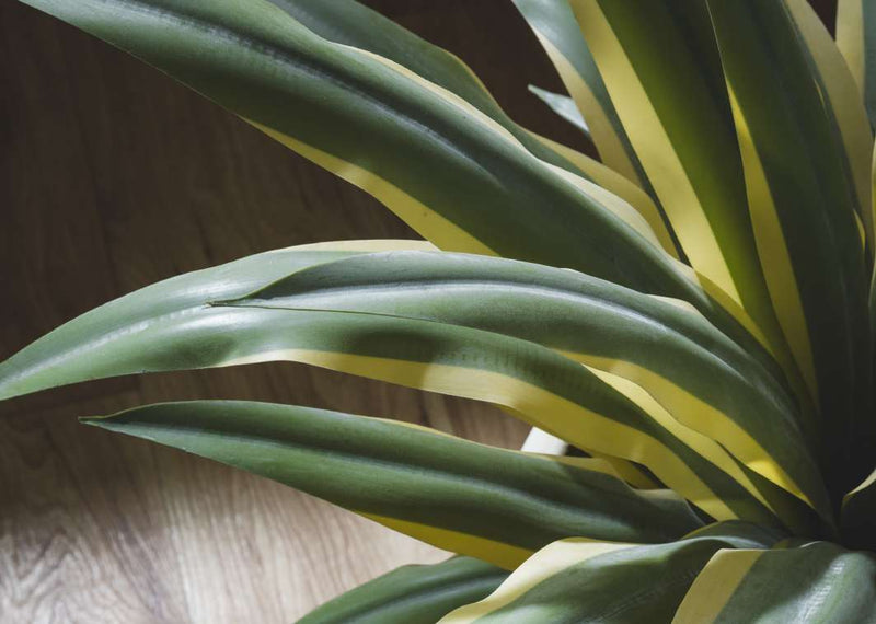EDG Enzo De Gasperi Agave Succulent Con Vaso DEttaglio