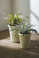 EDG Enzo De Gasperi Agave Succulent Con Vaso Foto Espositiva