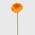 EDG Enzo De Gasperi | Gerbera Ramo 6 colori assortiti