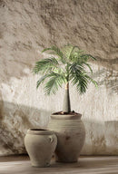 EDG Enzo De Gasperi Palma Areca Chic Con Vaso foto espositiva