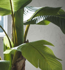 EDG Enzo De Gasperi Banano Con Vaso Dettaglio