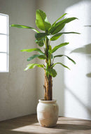 EDG Enzo De Gasperi Banano Con Vaso Foto espositiva